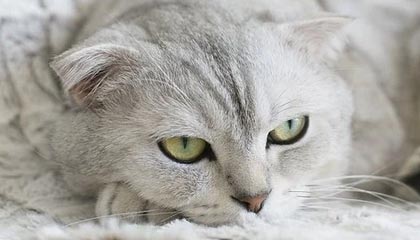 纵横球场：全球篮球精英争夺夺冠宝座，《纵横篮坛》