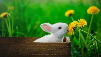 纵横球场：全球篮球精英争夺夺冠宝座，《纵横篮坛》